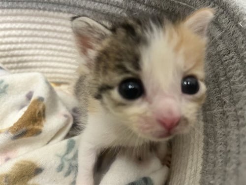 STARSCREAM - Domestic Short Hair available for adoption