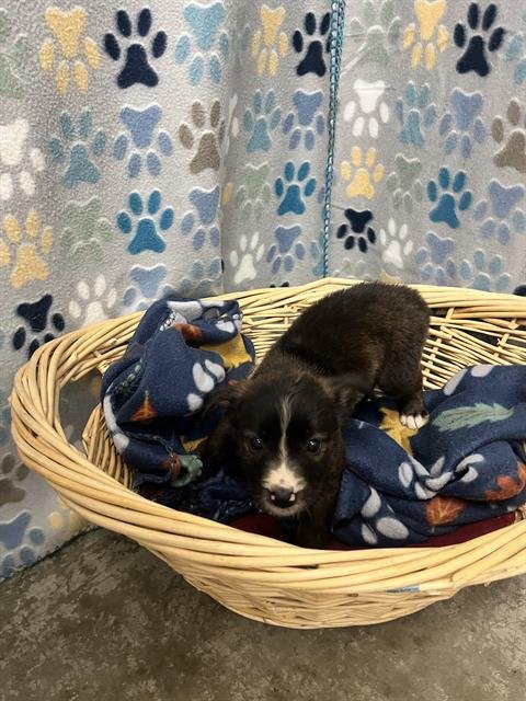 MICHELLE - Chihuahua available for adoption