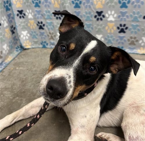 TY - Jack Russell Terrier (Parson Russell Terrier) available for adoption