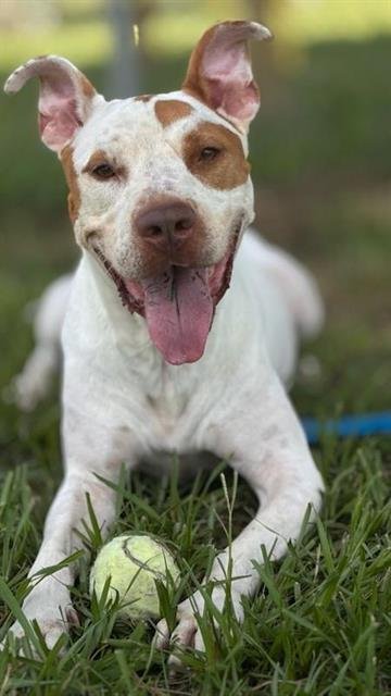 LARRY - Labrador Retriever available for adoption
