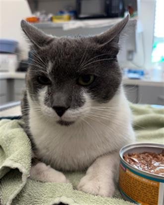 EWAN MCGREGOR - Domestic Short Hair available for adoption