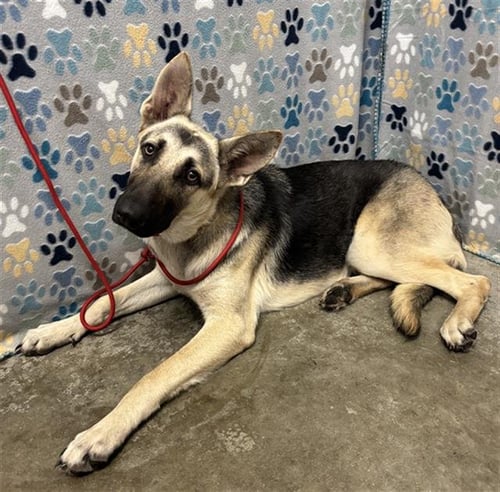 NATALIA - German Shepherd Dog available for adoption