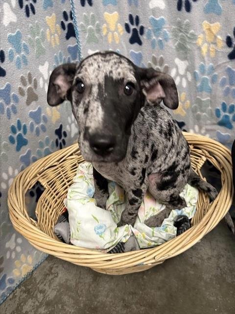 JACK - Bluetick Coonhound available for adoption