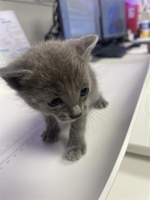 MACHO - Domestic Short Hair available for adoption