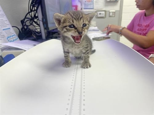 MILO - Domestic Short Hair available for adoption