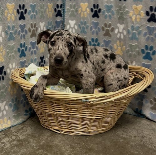 JANE - Bluetick Coonhound available for adoption
