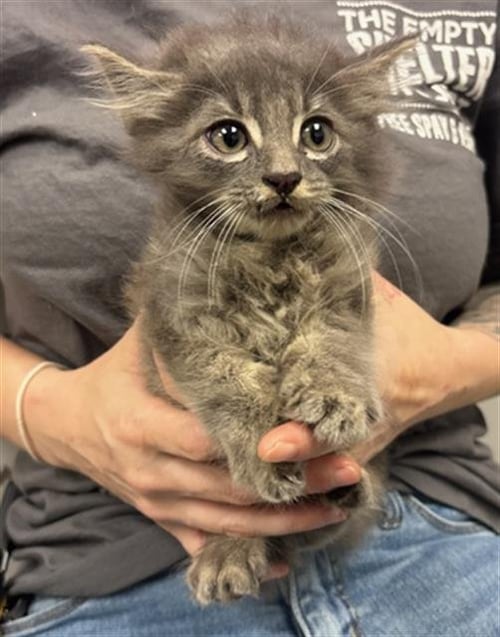HABANERO - Domestic Long Hair available for adoption