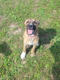 SIMBA - Photo 1