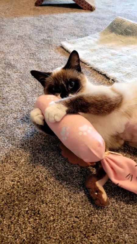 ZANEY - Siamese / Snowshoe available for adoption