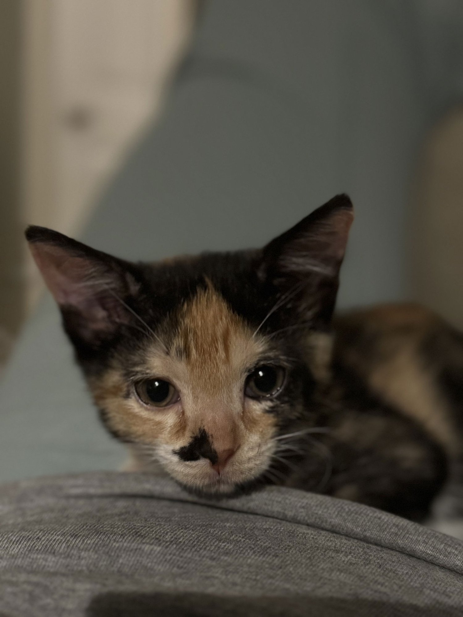 OCTAVIA W - Domestic Short Hair available for adoption