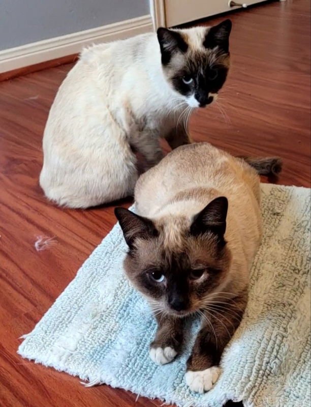 ZAPPA - Siamese / Snowshoe available for adoption