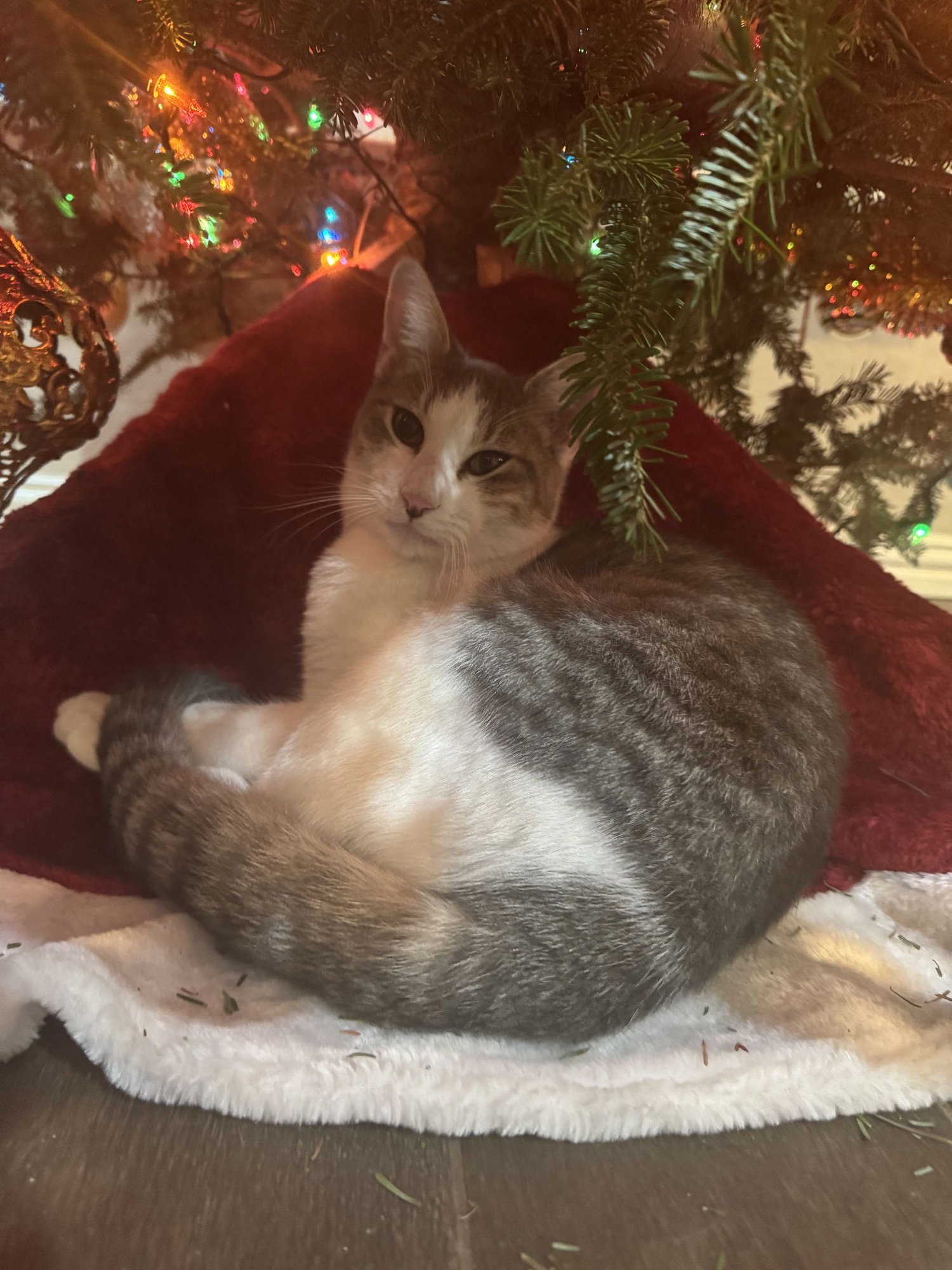 HOPPER - Domestic Short Hair / Tabby available for adoption