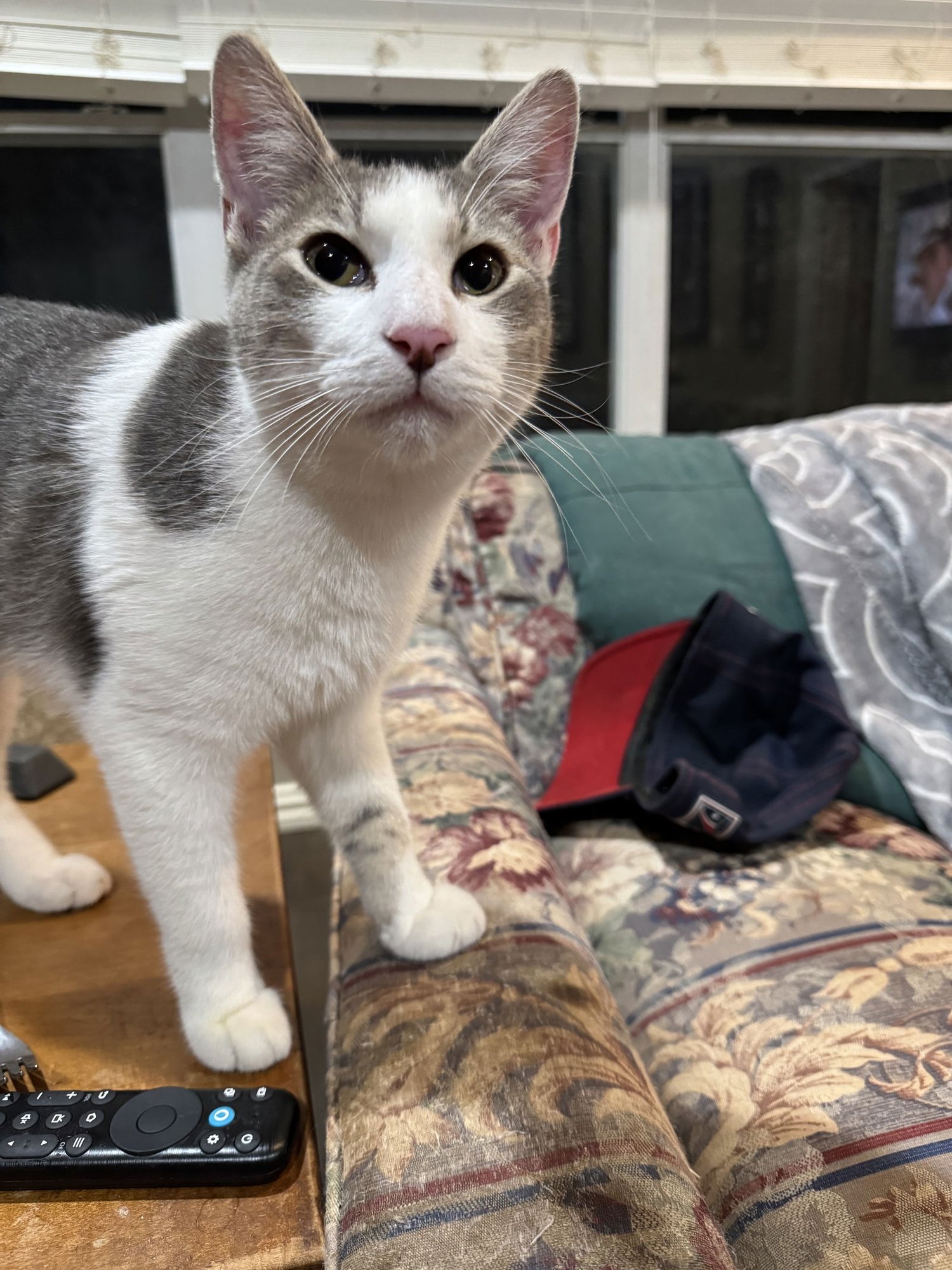 HOPPER - Domestic Short Hair / Tabby available for adoption