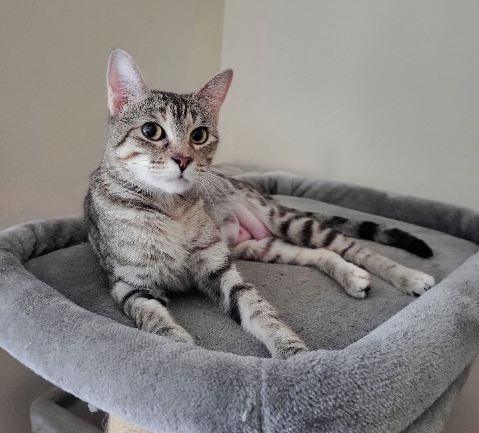 TWIGGY - Domestic Short Hair / Tabby available for adoption