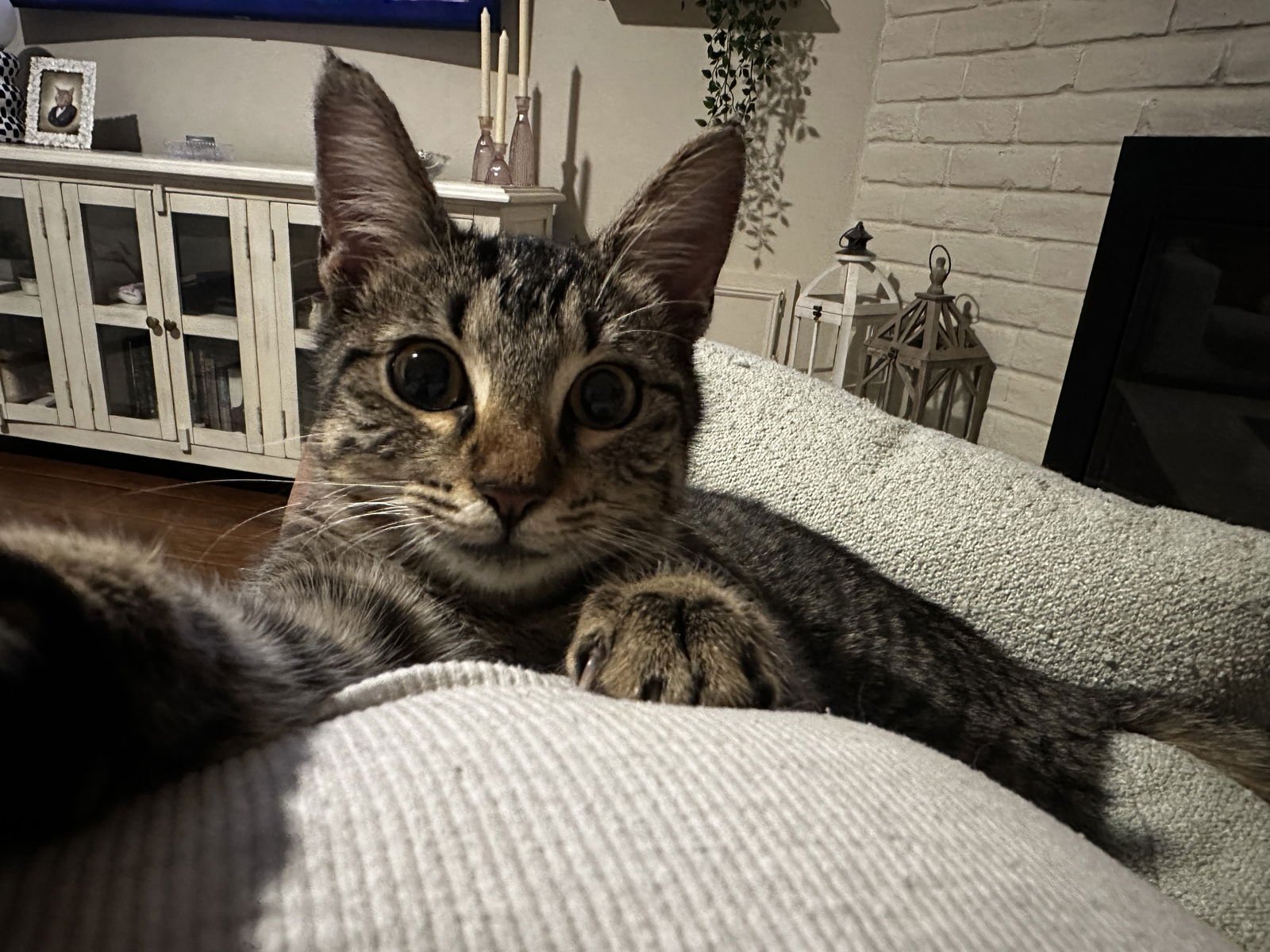 BABY BEAR - Domestic Short Hair available for adoption