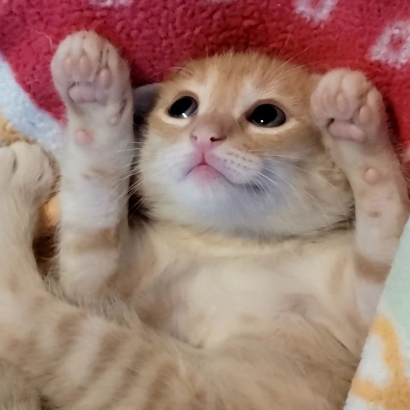 FIREWHEEL - Domestic Short Hair available for adoption