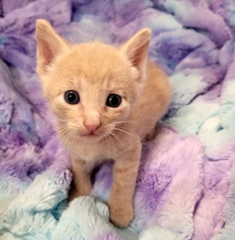 FIREWHEEL - Domestic Short Hair available for adoption