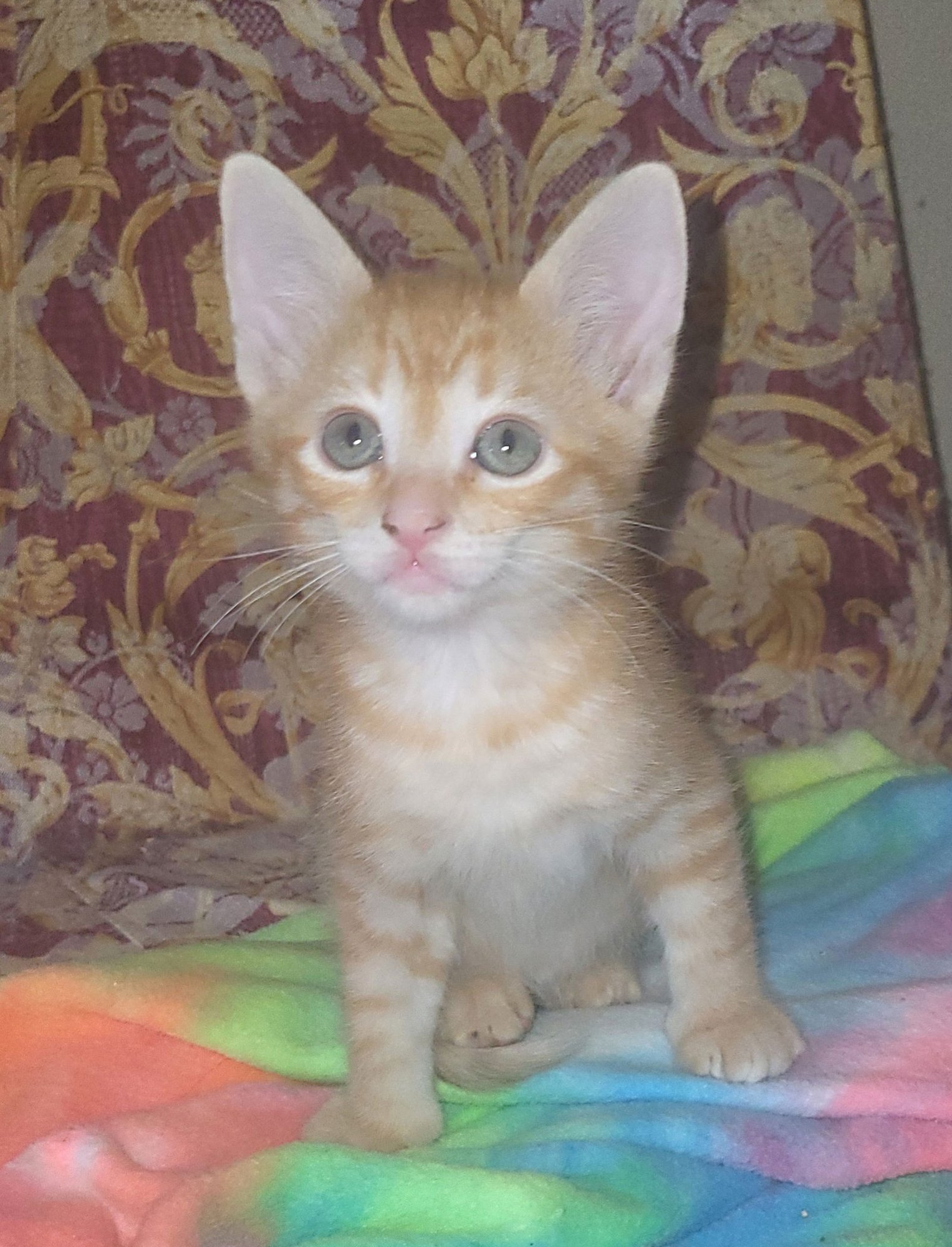 AMSTERDAM - Domestic Short Hair / Tabby available for adoption