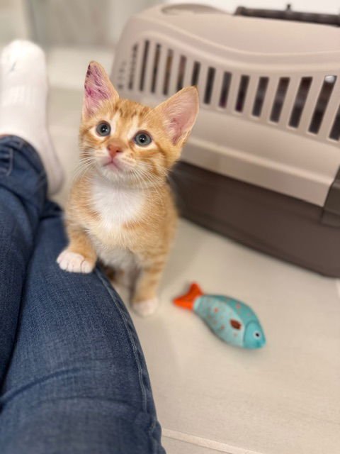 AMSTERDAM - Domestic Short Hair / Tabby available for adoption