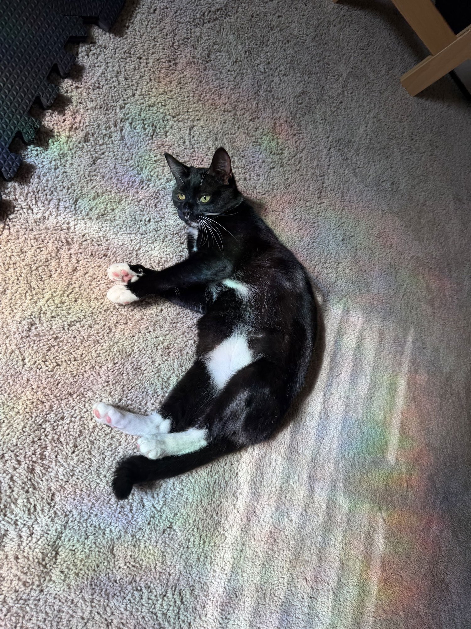 MOONBEAM - Domestic Short Hair available for adoption