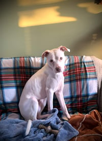 Peppermint Patti - Photo 2
