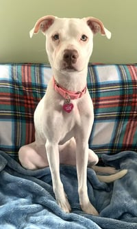 Peppermint Patti - Photo 4