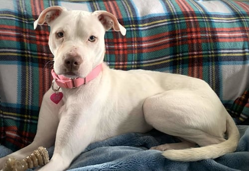 PEPPERMINT PATTI - Pit Bull Terrier for adoption in Allentown