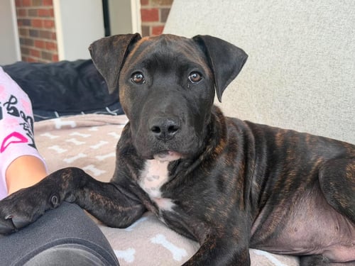 MONTE - Pit Bull Terrier / Mastiff for adoption in Allentown