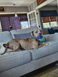 Moose - Photo 3