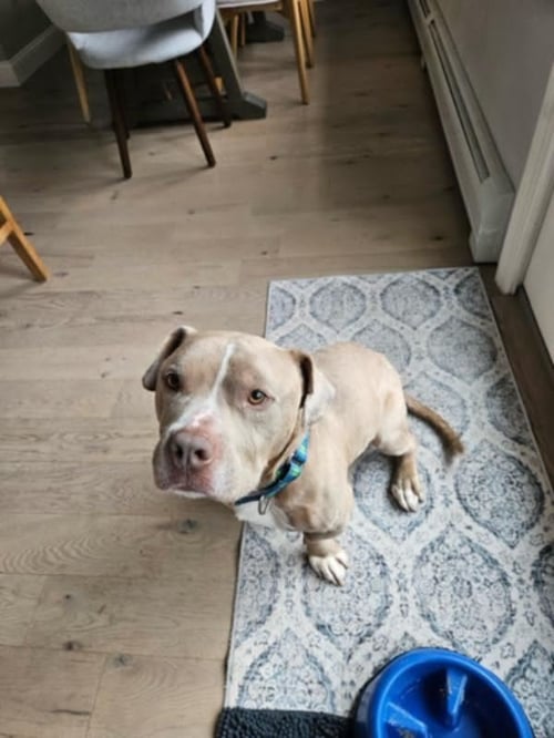 MOOSE - Pit Bull Terrier for adoption in Allentown