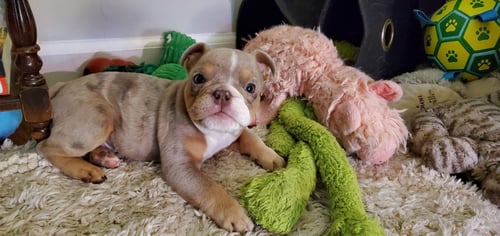 BERLE THE MERLE