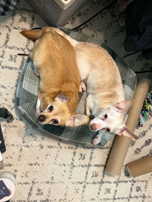 SUZIE & BLANCA - Chihuahua / Dachshund for adoption in Allentown