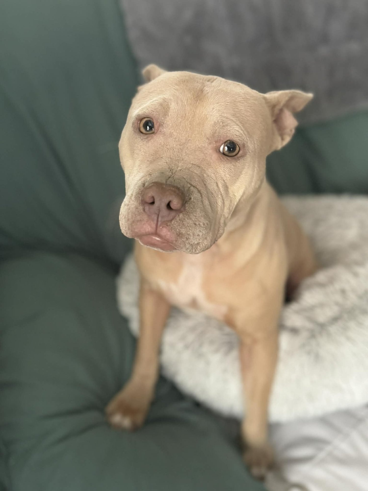 IRENE - Pit Bull Terrier available for adoption