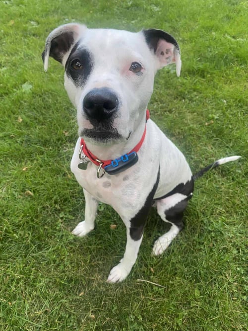 FRAY - Pit Bull Terrier for adoption in Allentown