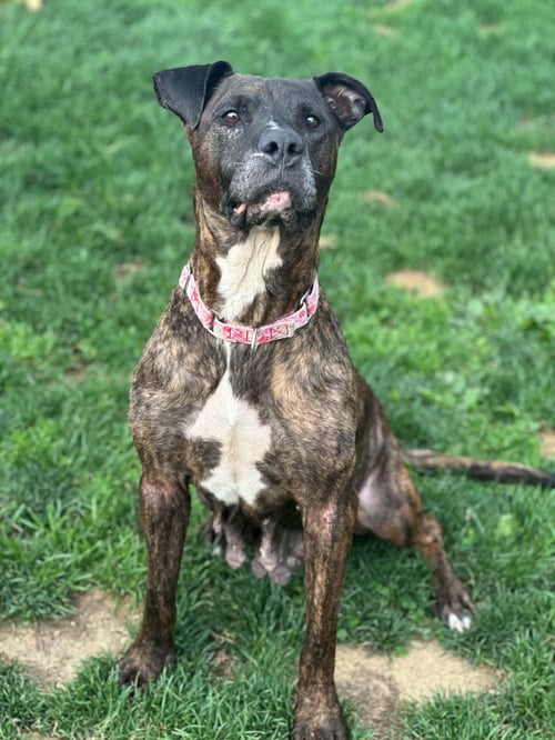 VIVA - Pit Bull Terrier for adoption in Allentown
