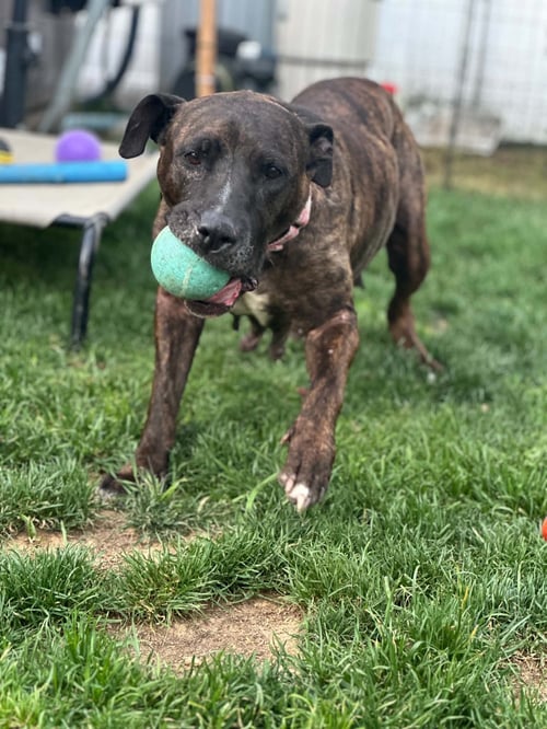 VIVA - Pit Bull Terrier available for adoption