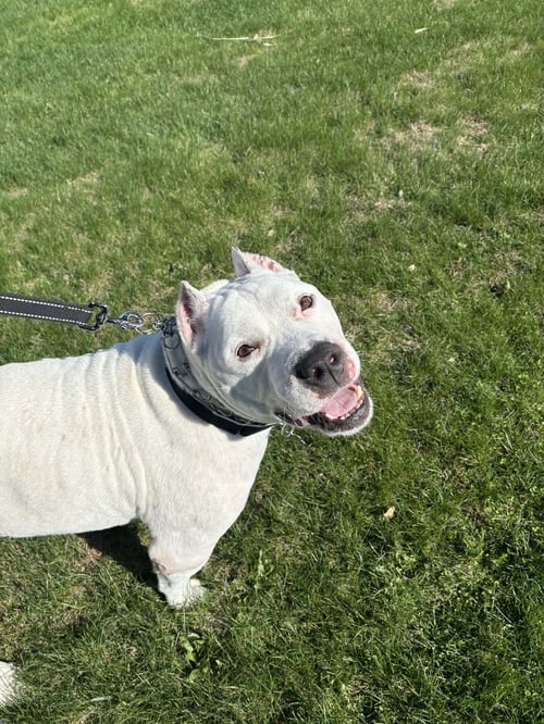 PICASSO - Pit Bull Terrier for adoption in Allentown