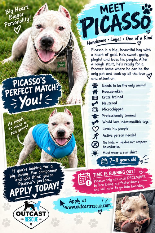 PICASSO - Pit Bull Terrier available for adoption