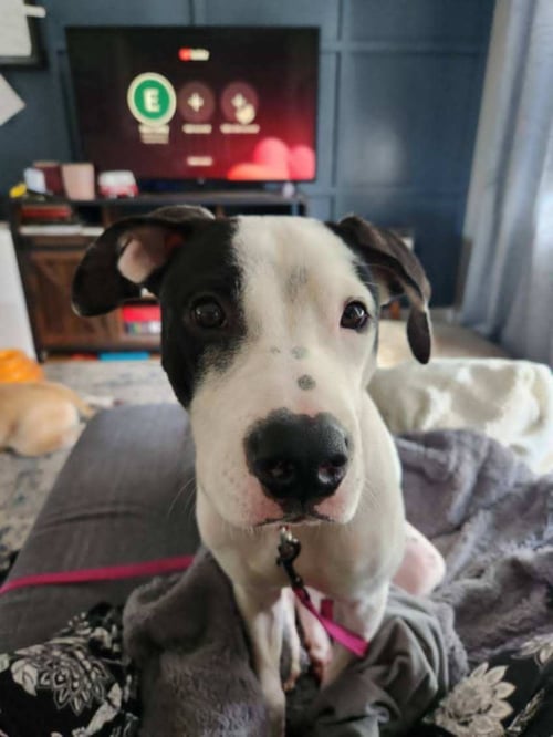 COOKIE - Pit Bull Terrier available for adoption