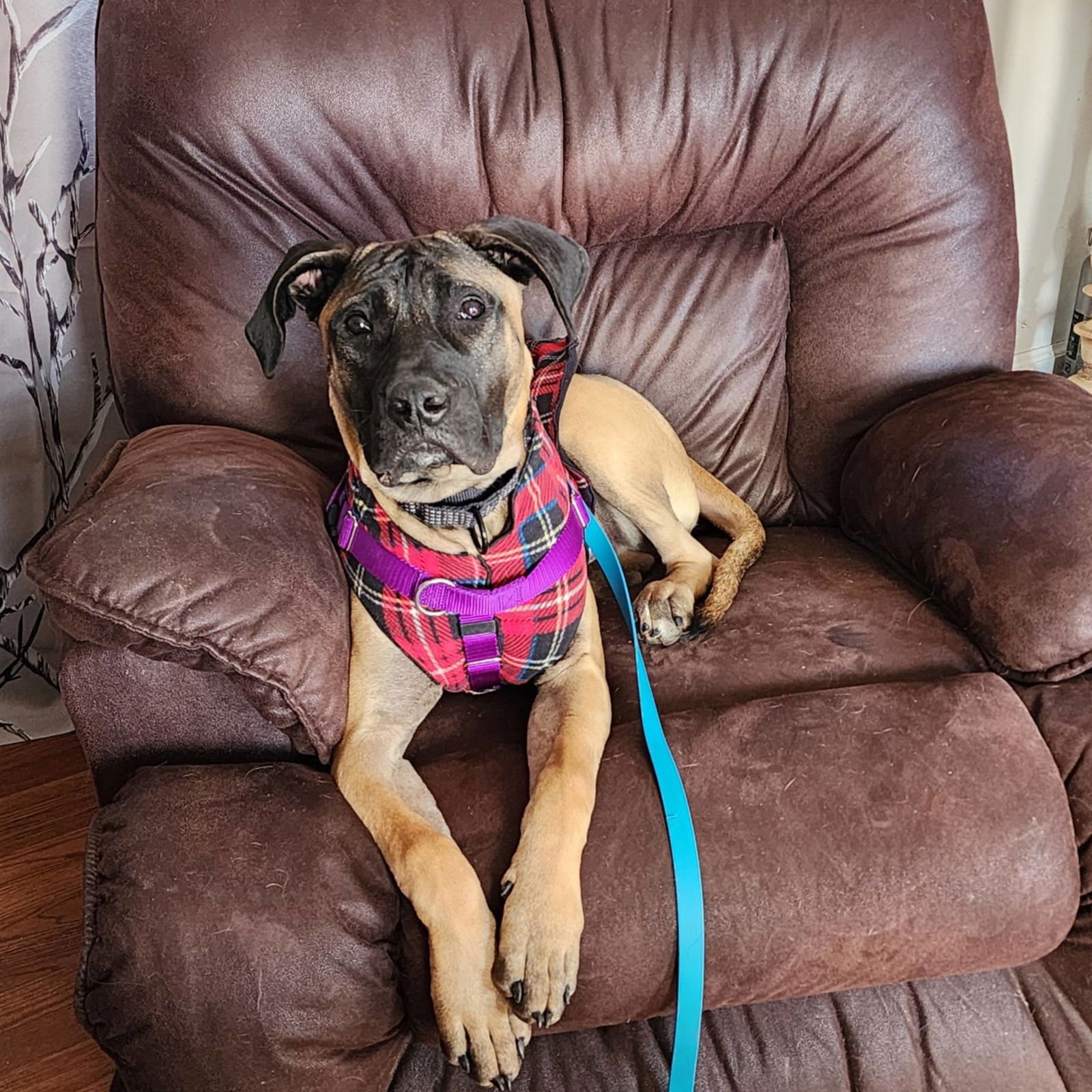 GARCIA - Mastiff available for adoption