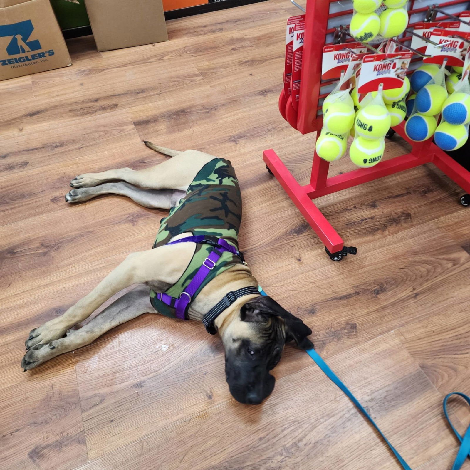 GARCIA - Mastiff available for adoption