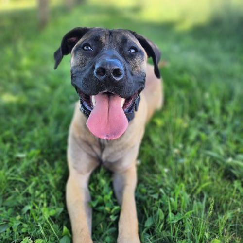GARCIA - Mastiff for adoption in Allentown