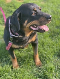 Mabel - Photo 3