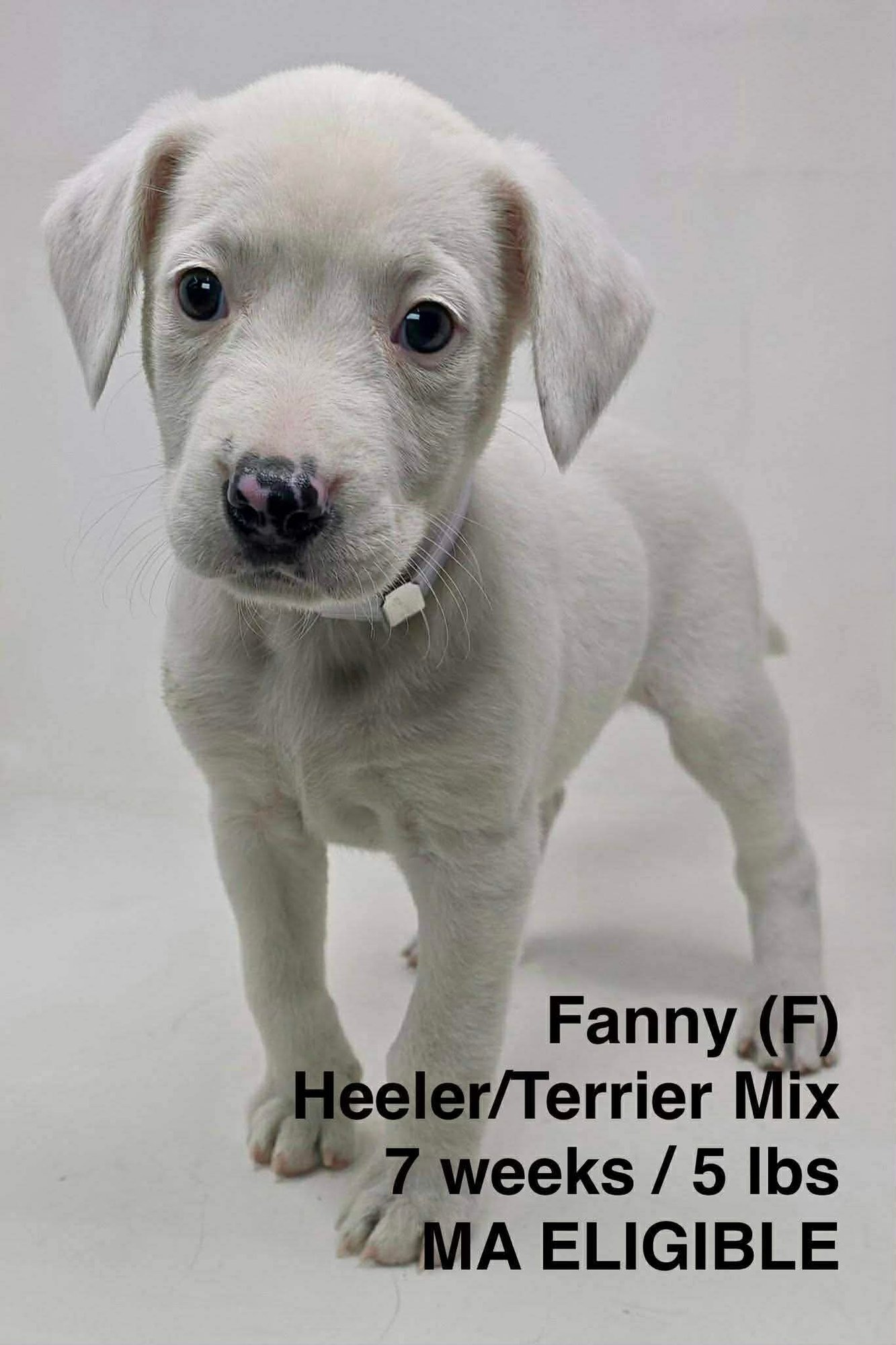 FANNY - Australian Cattle Dog/Blue Heeler / Terrier available for adoption
