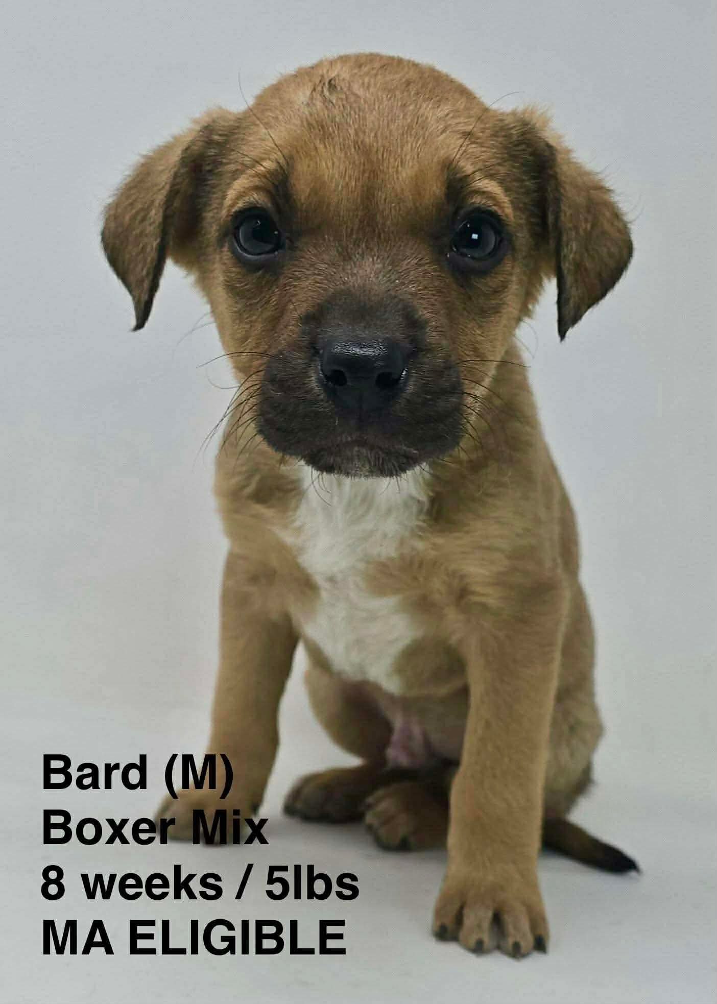BARD - Boxer available for adoption