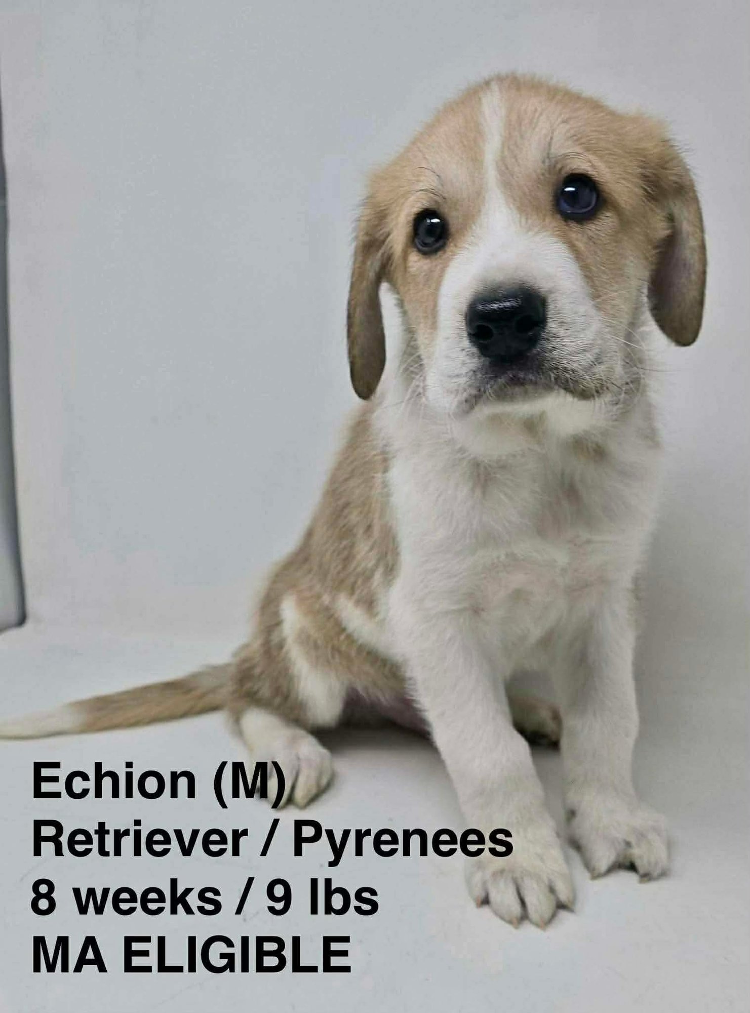 ECHION - Great Pyrenees / Retriever available for adoption