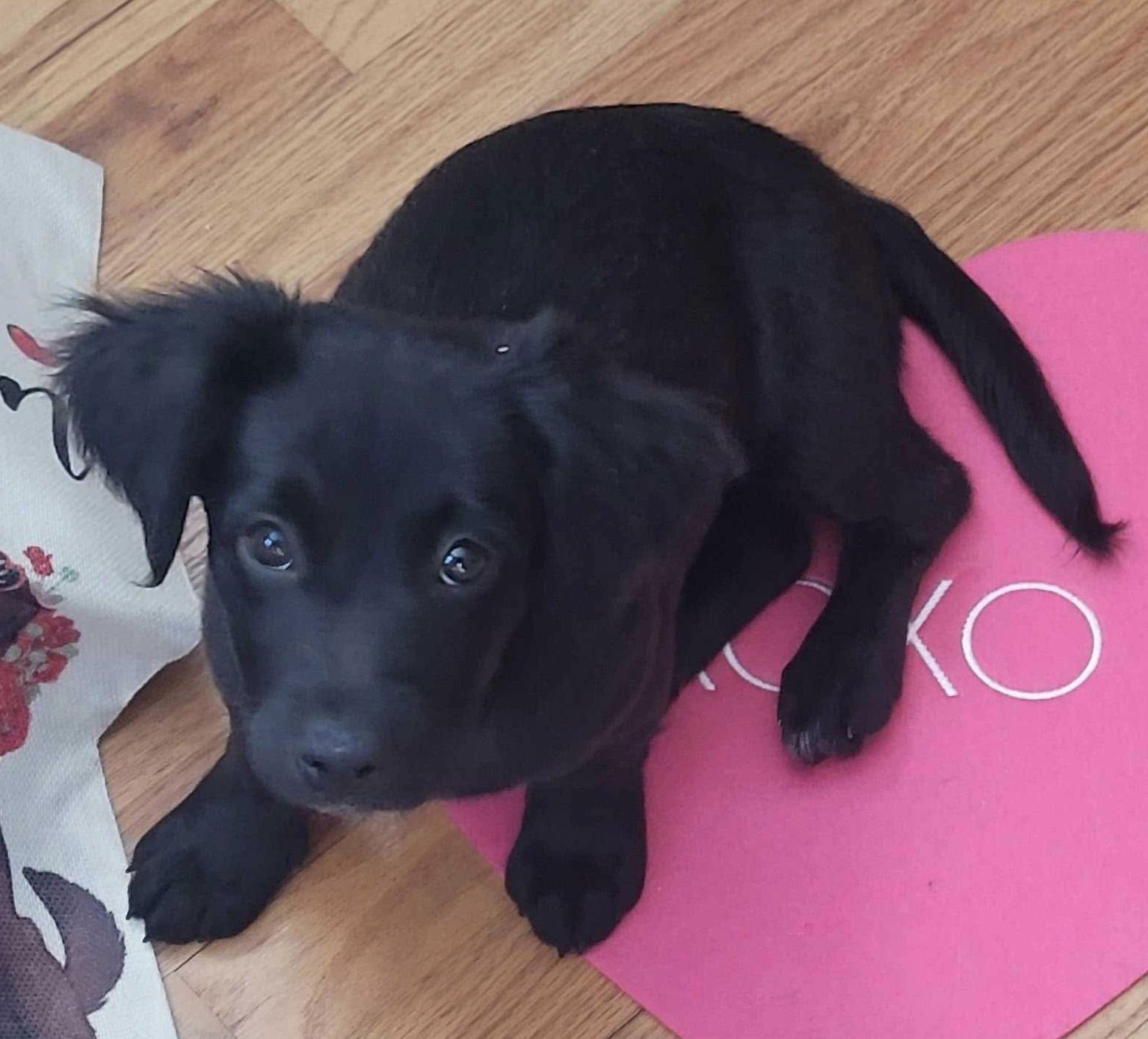 JOLLY - Maltese / Labrador Retriever available for adoption