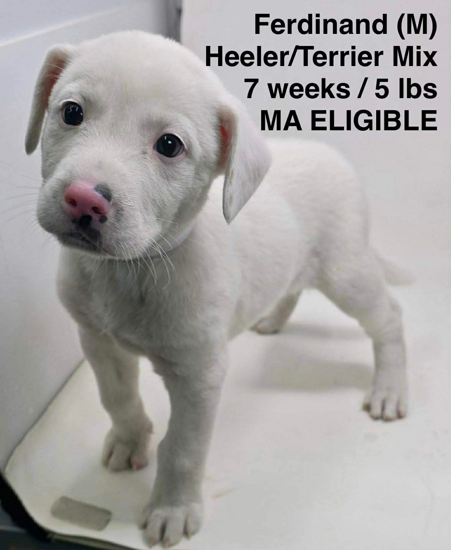 FERDINAND - Australian Cattle Dog/Blue Heeler / Terrier available for adoption