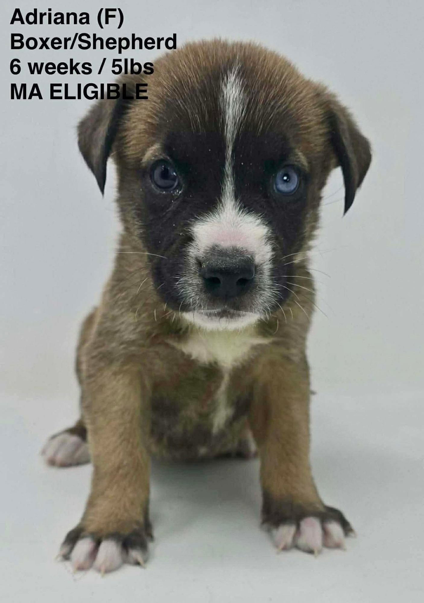 ADRIANA - Shepherd / Boxer available for adoption