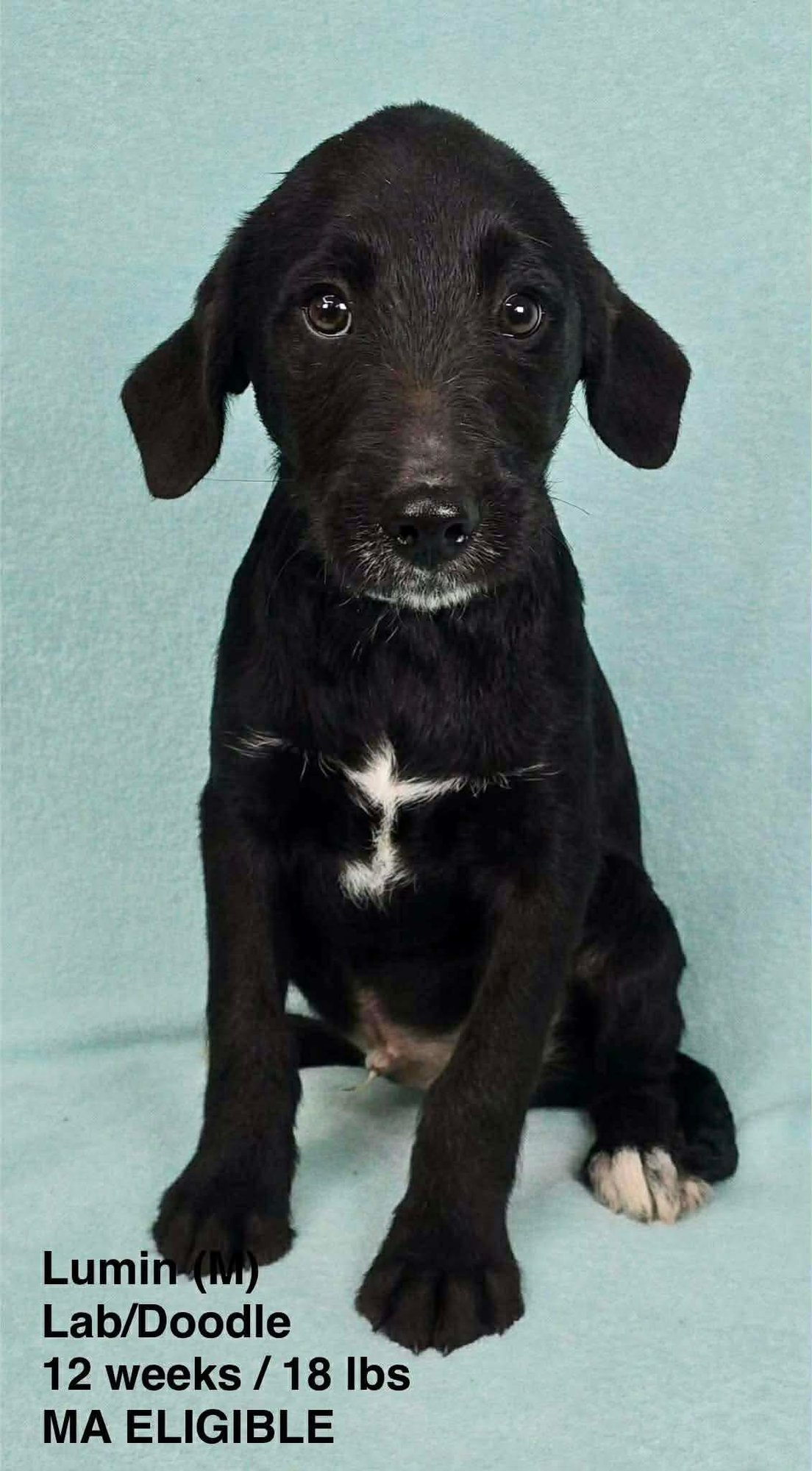 LUMIN - Labrador Retriever / Poodle (Standard) available for adoption